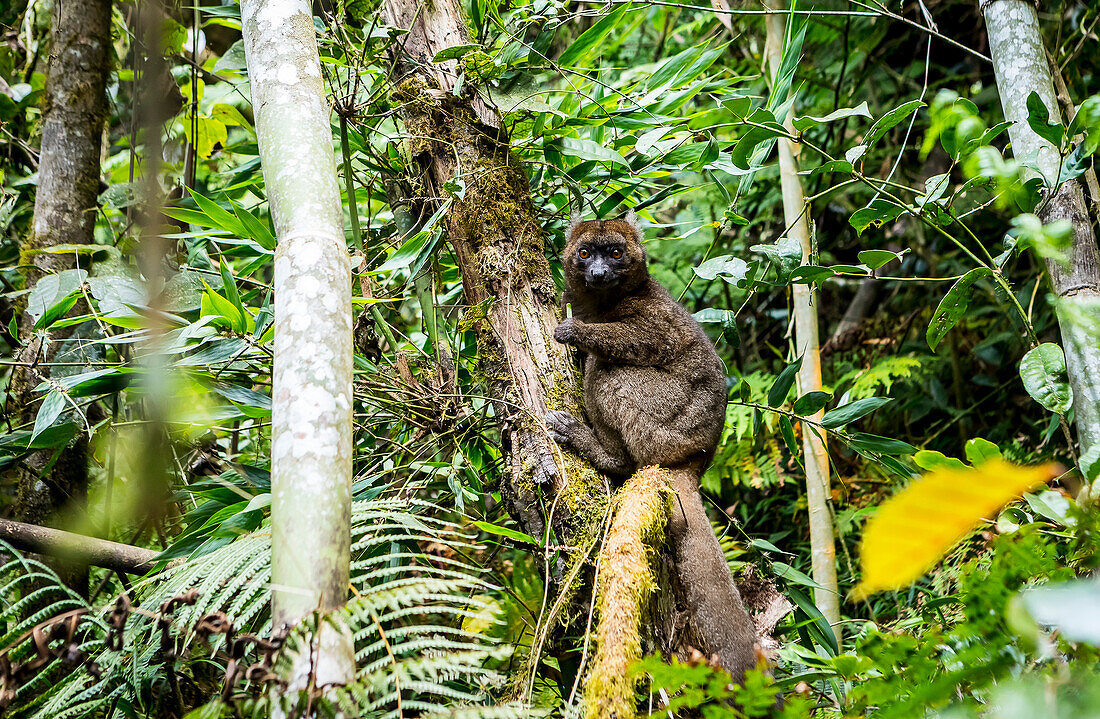 Lemur (Prolemur simus), im Ranomafana-Nationalpark. Madagaskar, Afrika