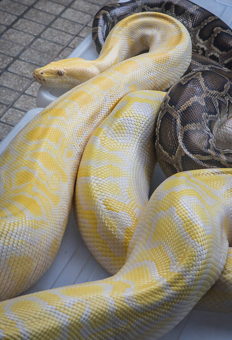 Schlangen, für Touristen-Souvenir-Foto, Floating Market, Bangkok, Thailand