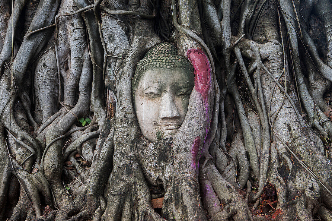 Buddhakopf in den Wurzeln eines Banyanbaums im Wat Mahathat-Tempel in Ayutthaya, Thailand