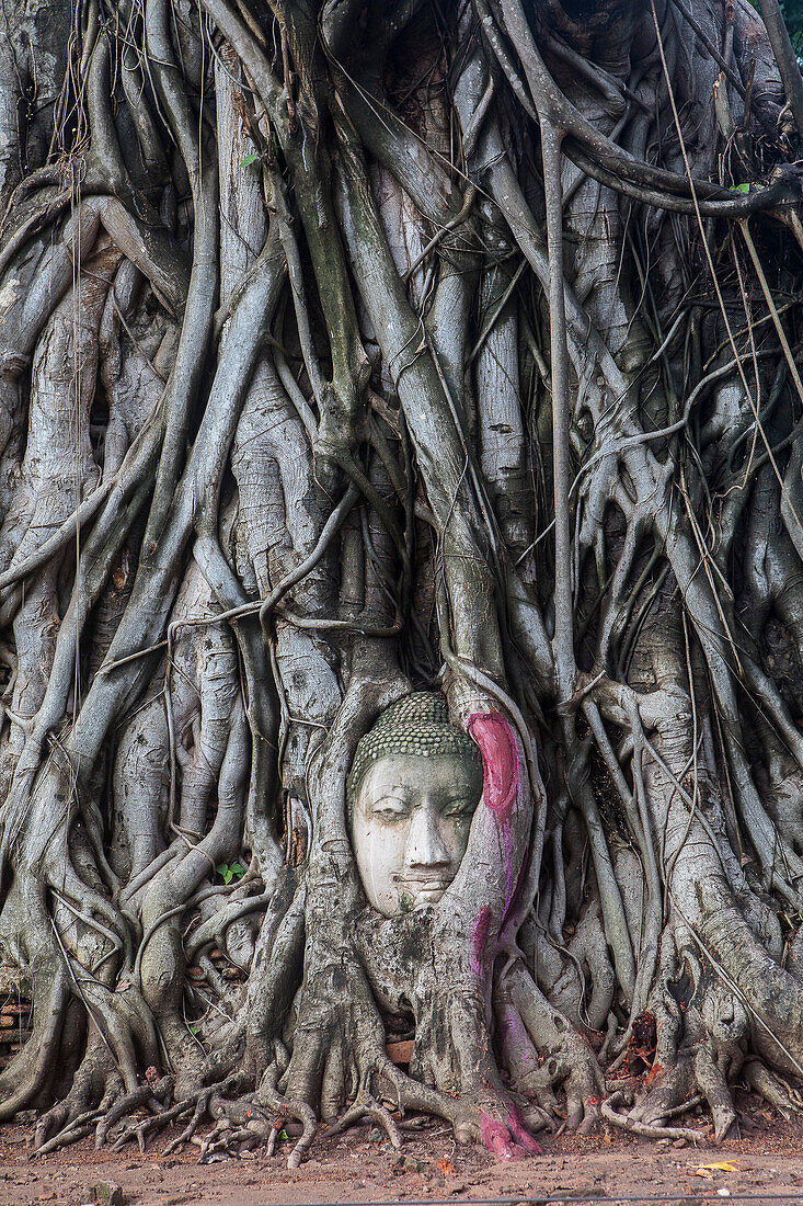 Buddhakopf in den Wurzeln eines Banyanbaums im Wat Mahathat-Tempel, in Ayutthaya, Thailand