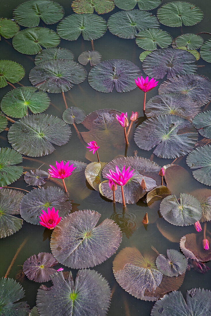 Rote Seerosen (Nymphaea rubra) in einem Teich, Sukhothai Historical Park, Sukhothai, Thailand