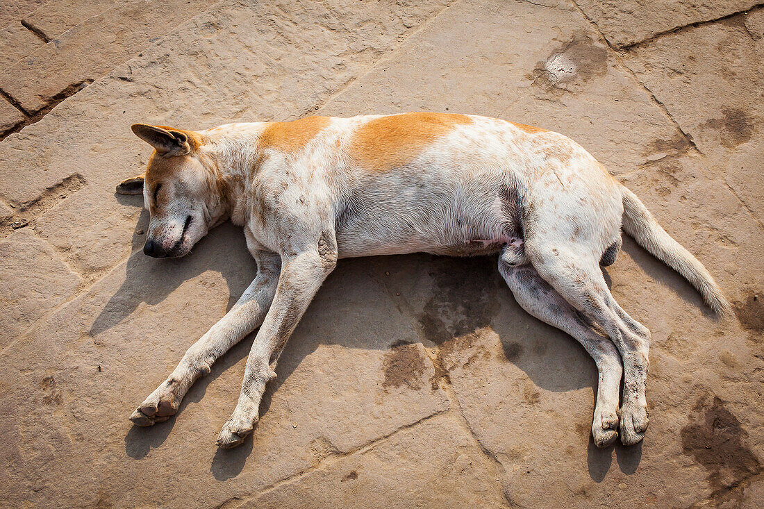 Hund schlafend, in Assi Ghat, Fluss Ganges, Varanasi, Uttar Pradesh, Indien.