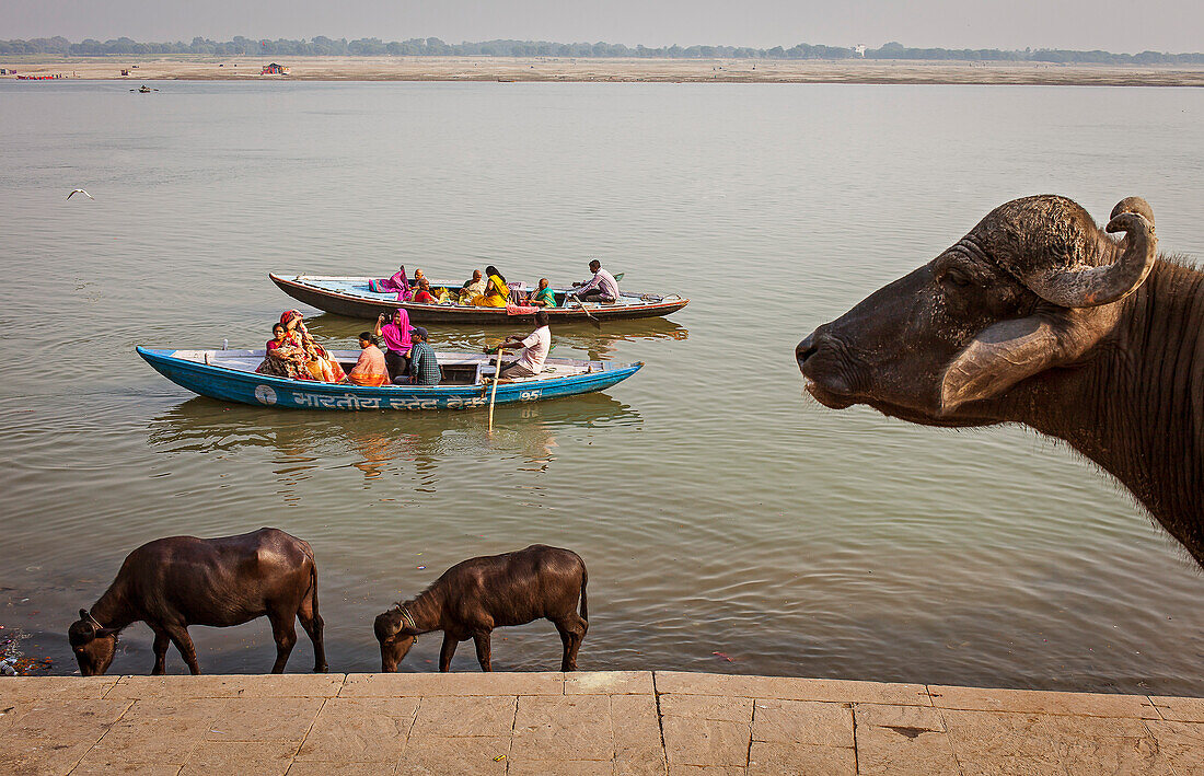 Buffaloes and boats of pilgrims, in Lalita ghat, Ganges river, Varanasi, Uttar Pradesh, India.