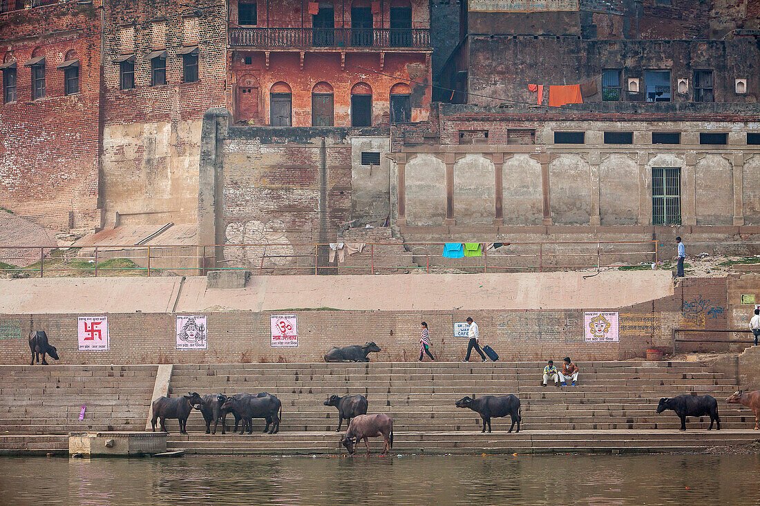 Büffel, Lalita Ghat, im Fluss Ganges, Varanasi, Uttar Pradesh, Indien.