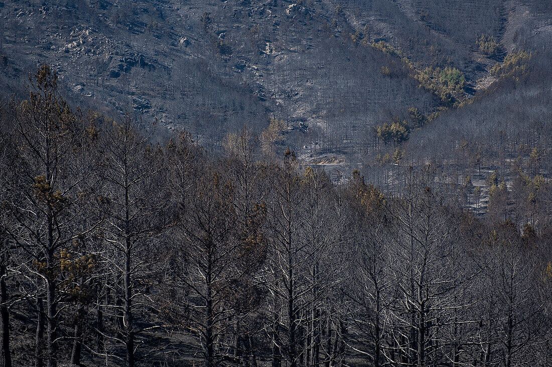 Consequences of a forest fire in Navalacruz or Navalcruz forest, Navalacruz or Navalcruz, Avila, spain