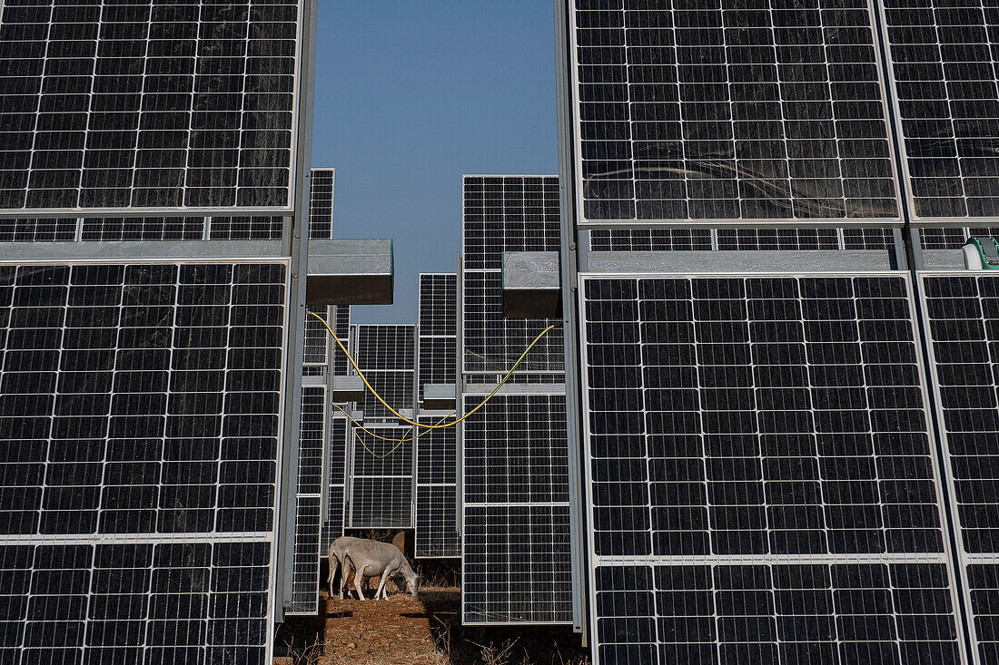 Pioneering experiment in a photovoltaic plant; where the solar panels share the land with the sheep; creating a perfect pseudosymbiosis. sevilla; carmona; andalucia