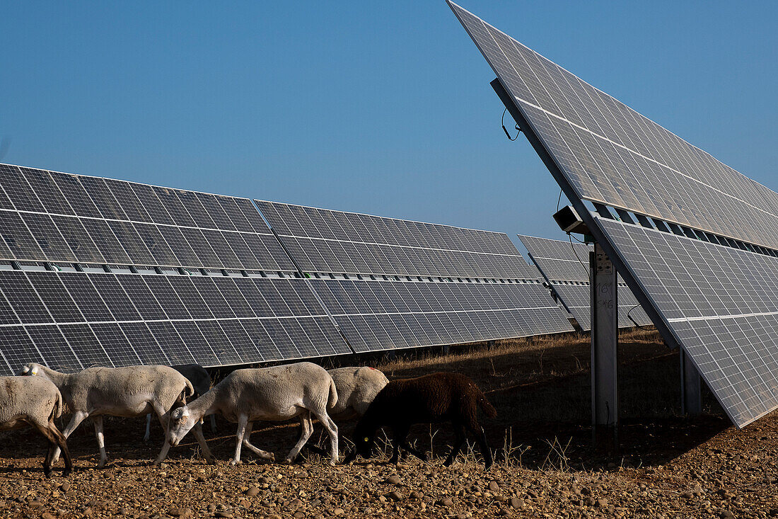 Pionierexperiment in einer Fotovoltaikanlage, bei dem sich die Sonnenkollektoren das Land mit den Schafen teilen und eine perfekte Pseudosymbiose bilden. sevilla; carmona; andalucia