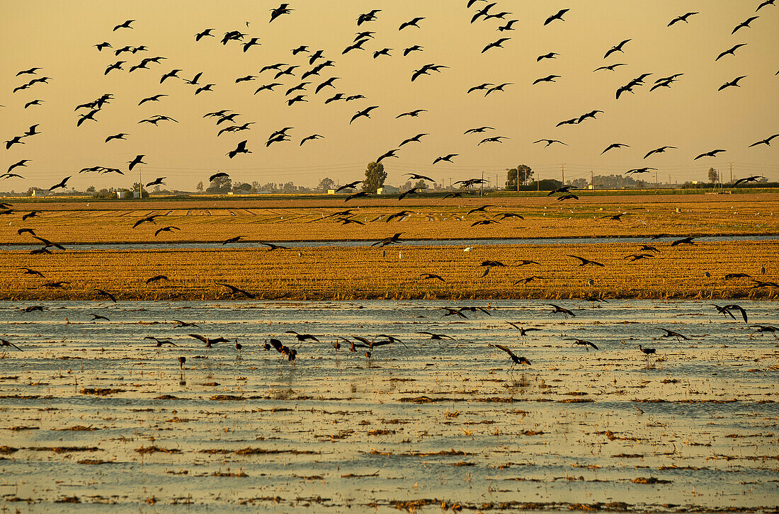 Glossy Ibis, Plegadis falcinellus, flying over a rice field that has been harvested ,Ebro Delta, Natural Park, Tarragona, Spain