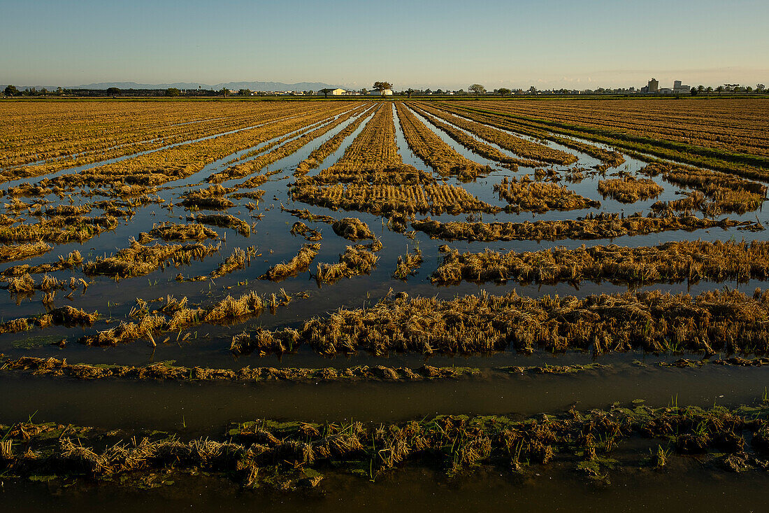 Rice field after harvest, Ebro Delta, Natural Park, Tarragona, Spain