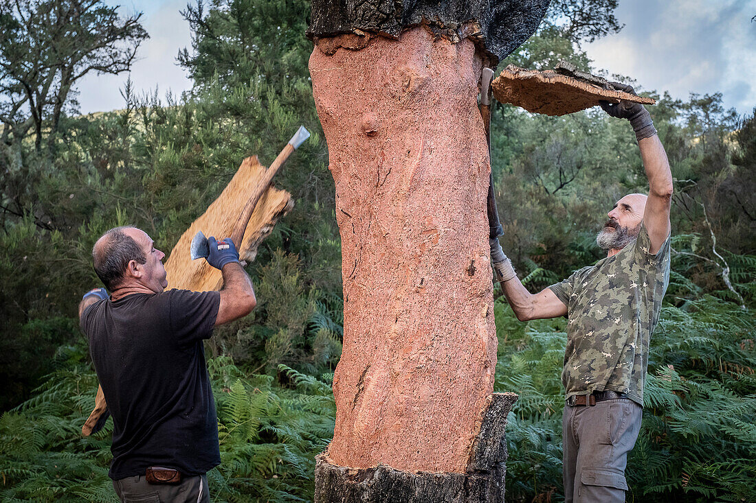 Cork collecting Natural Park Los Alcornocales Cortes de la Frontera Andalusia Malaga Spain