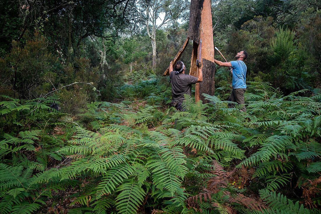 Cork collecting Natural Park Los Alcornocales Cortes de la Frontera Andalusia Malaga Spain