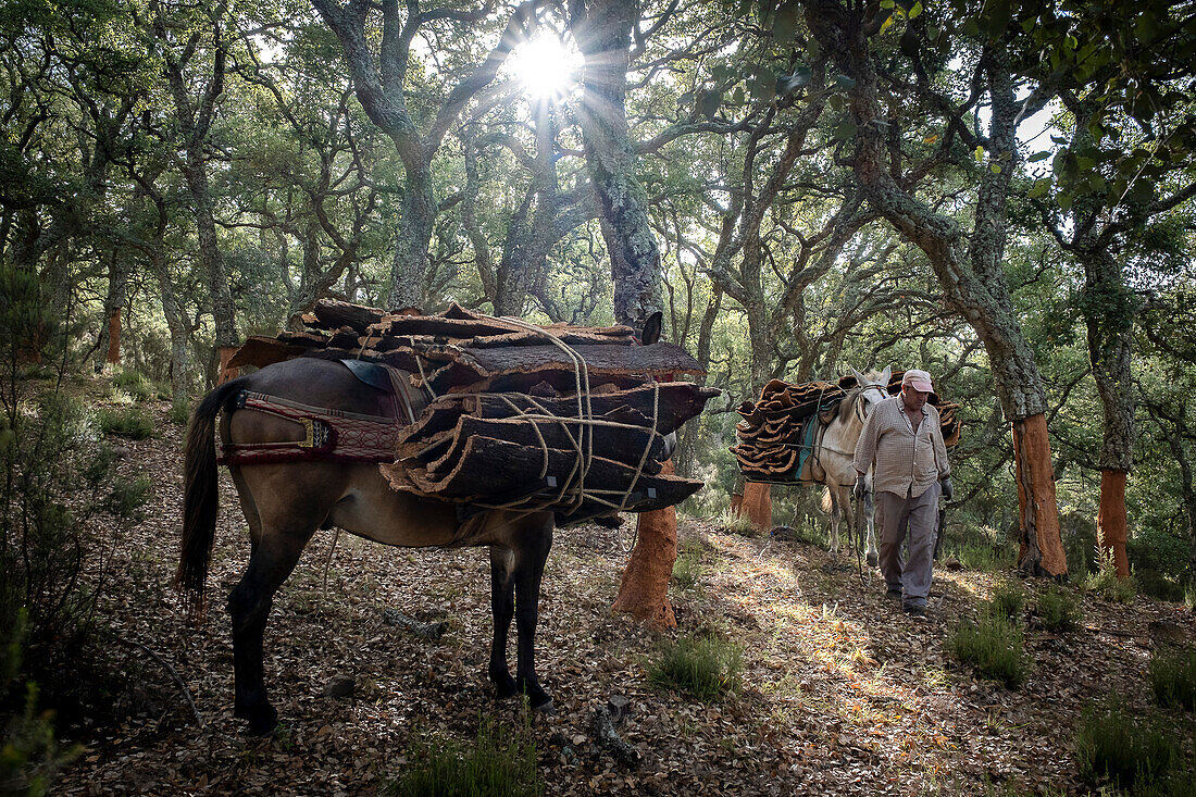 Korksammeln Naturpark Los Alcornocales Cortes de la Frontera Andalusien Malaga Spanien