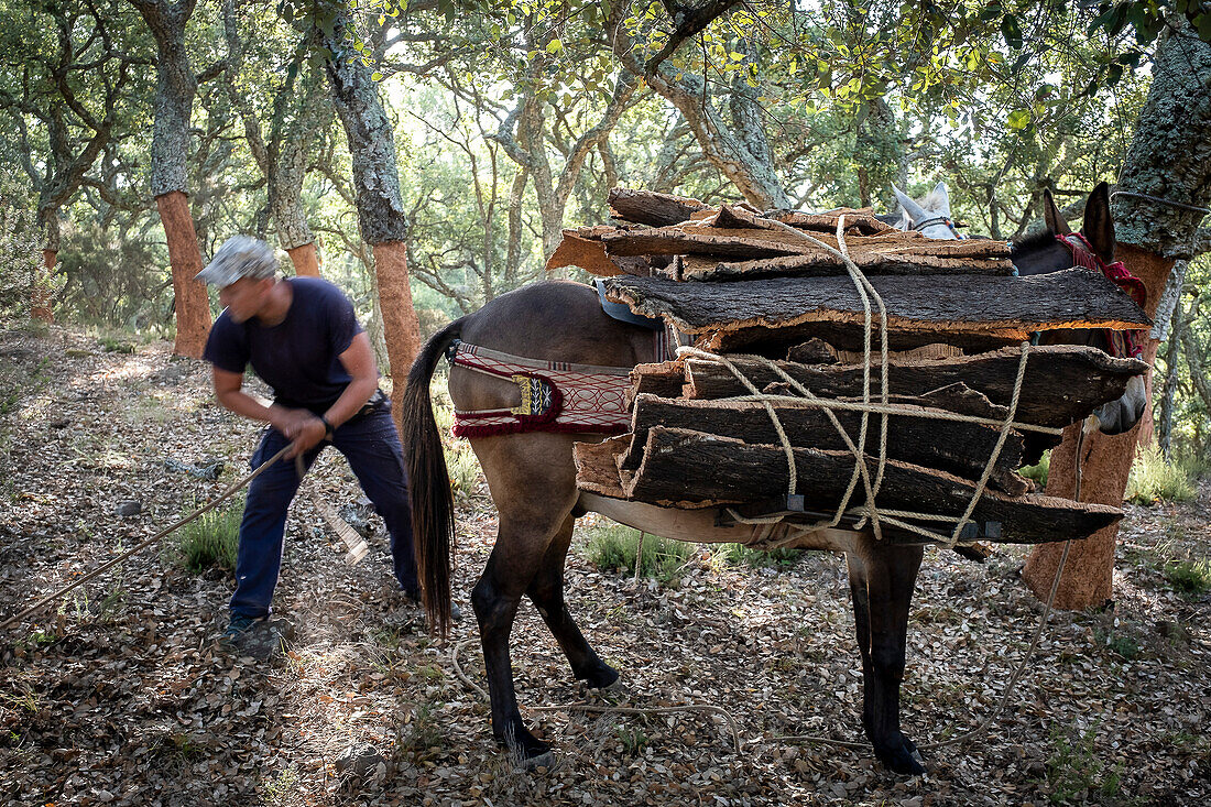 Cork collecting Natural Park Los Alcornocales Cortes de la Frontera Andalusia Malaga Spain