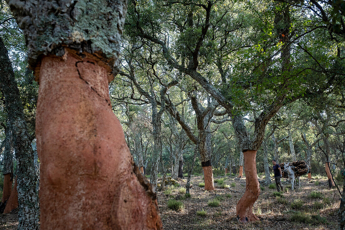 Cork collecting Natural Park Los Alcornocales Cortes de la Frontera Andalusia Malaga Spain