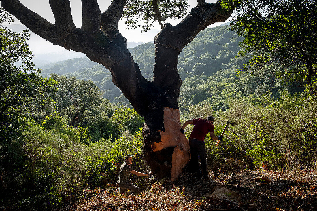 Korksammeln im Naturpark Los Alcornocales Cortes de la Frontera Andalusien Malaga Spanien