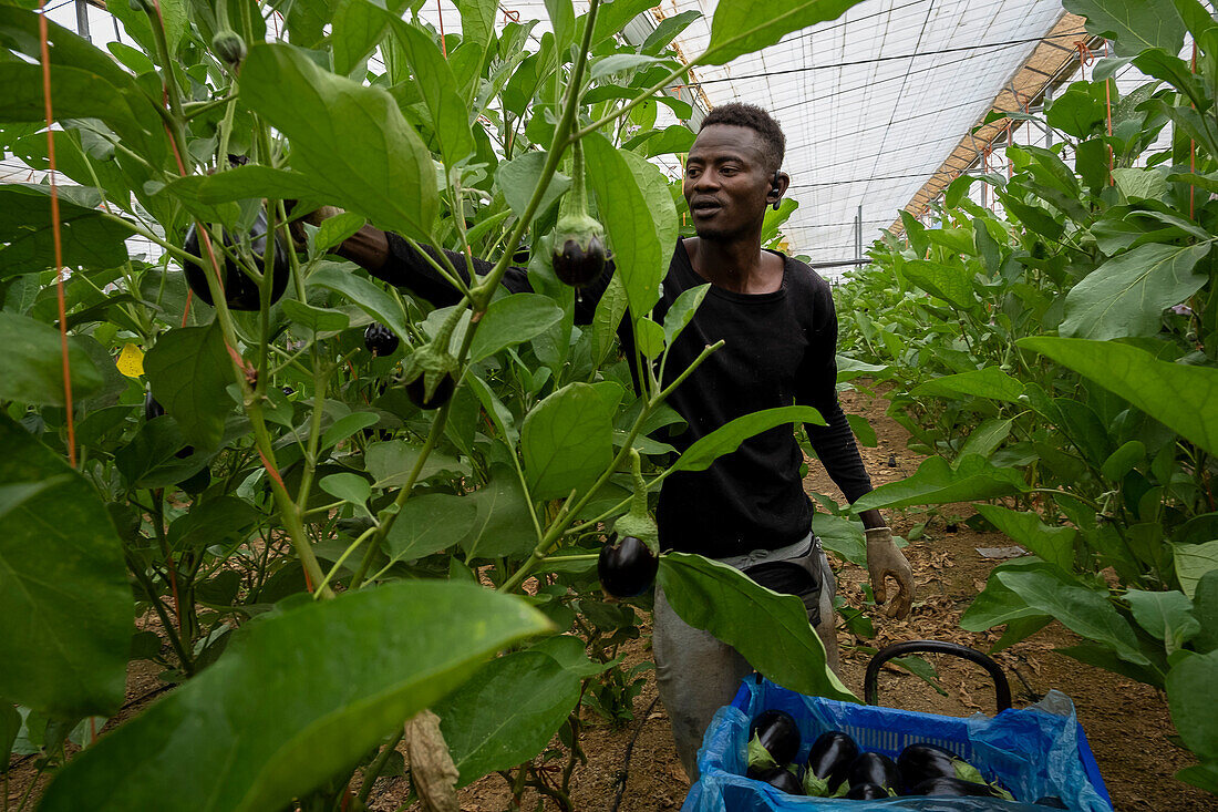 Worker, eggplant plantation. Greenhouse in area called sea of plastics, El Ejido, Almería, Andalusia, Spain