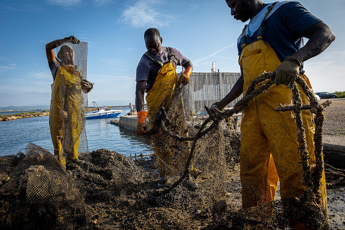 Männer beim Sammeln von Muscheln. In der Bucht von Fangar werden Muscheln und Austern gezüchtet. Naturschutzgebiet Ebro-Delta, Tarragona, Katalonien, Spanien.