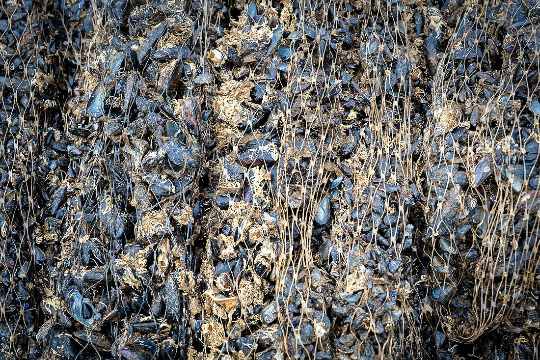 Durch die Hitzewelle abgestorbene Muscheln. In der Bucht von Fangar werden Muscheln und Austern gezüchtet. Naturreservat Ebro-Delta, Tarragona, Katalonien, Spanien.