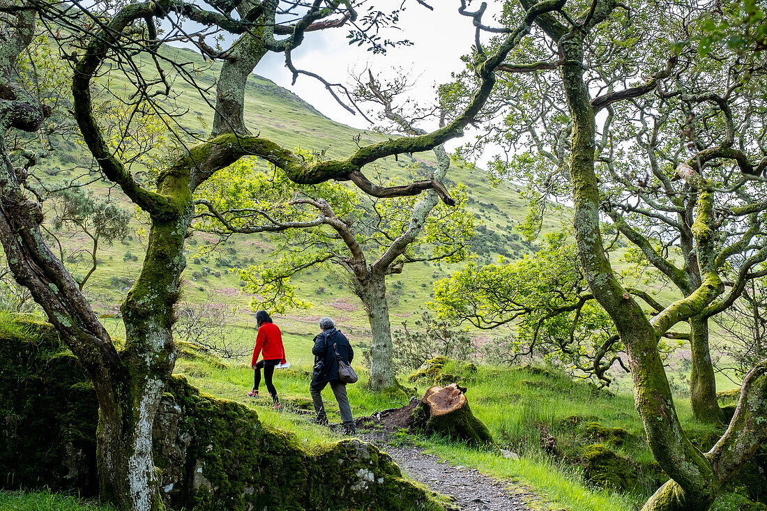 Way to Castell y Bere, Dysynni Valley, Gwynedd, Wales