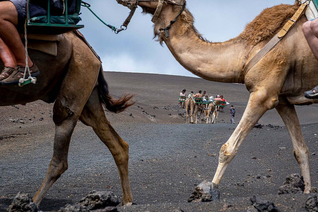 Touristen reiten auf Kamelen, im Timanfaya-Nationalpark, Lanzarote, Kanarische Inseln, Spanien