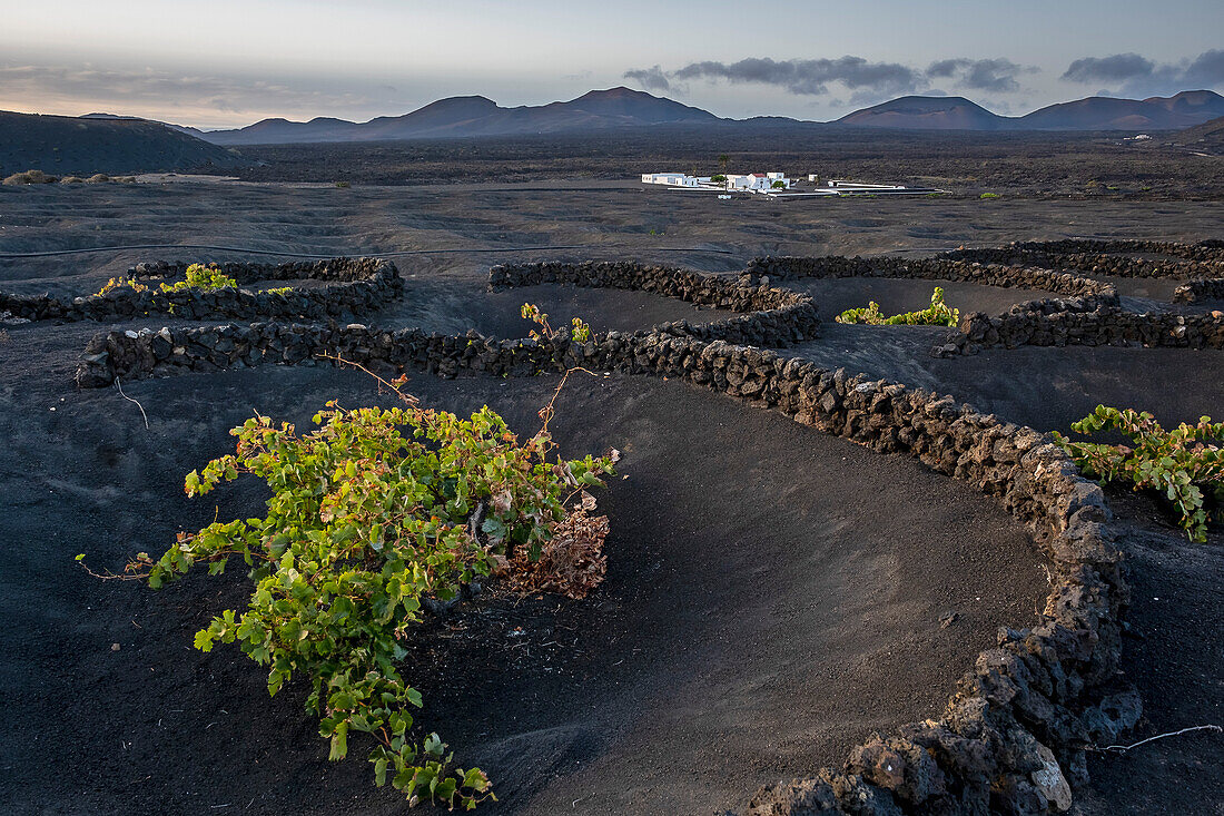 Vinery, La Geria, Lanzarote, Canary Islands, Spain