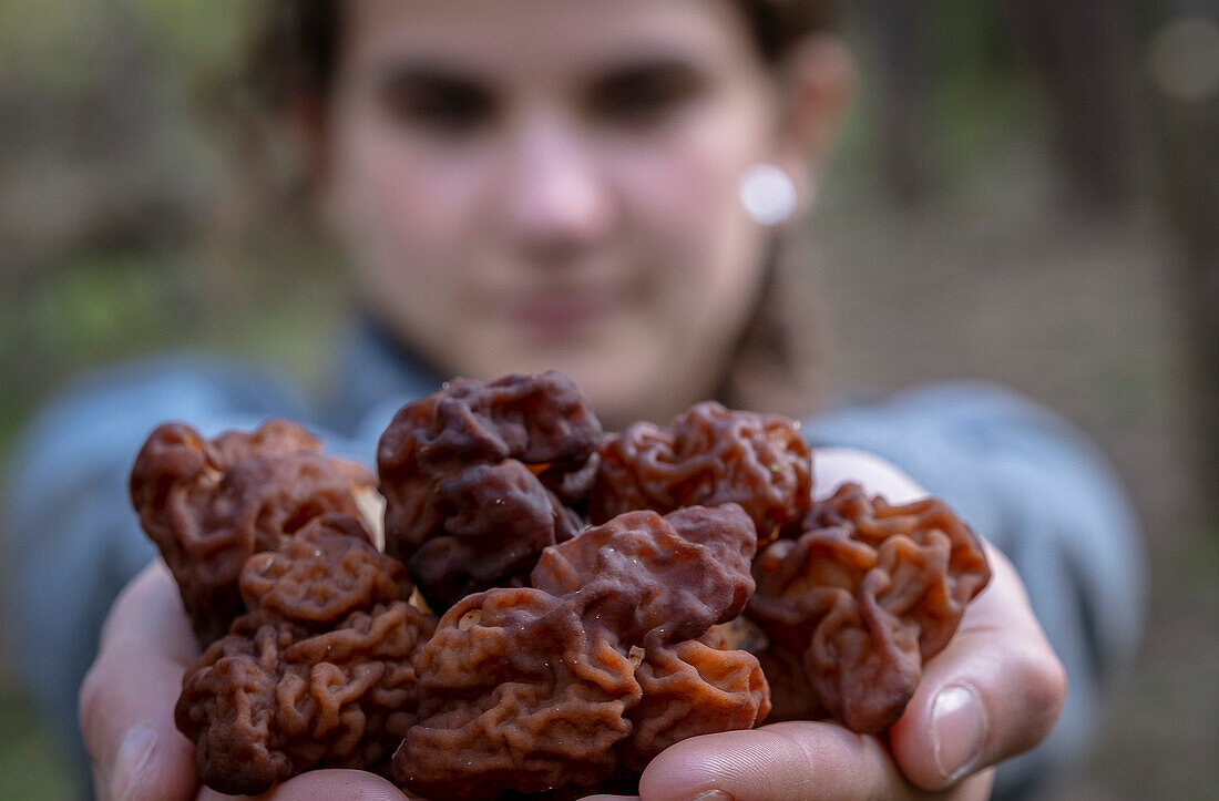 Woman collecting wild mushrooms, Murga de Prat, Gyromitra, in Alt Pirineu Natural Park, Lleida, Catalonia, Spain