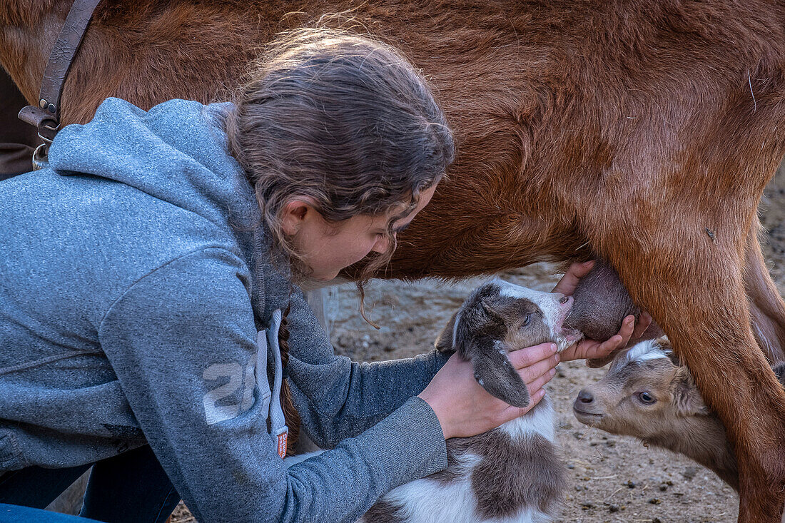 Janira helps suckle a goatling .Daily life, in a traditional farm on the mountains, Roni village, Alt Pirineu Natural Park, Lleida, Catalonia, Spain