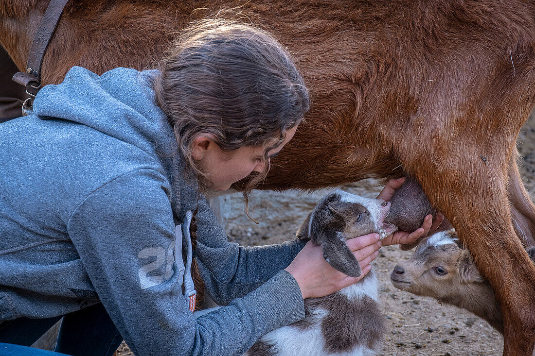Janira hilft beim Säugen eines Ziegenkitzes - Alltag in einem traditionellen Bauernhof in den Bergen, Dorf Roni, Naturpark Alt Pirineu, Lleida, Katalonien, Spanien