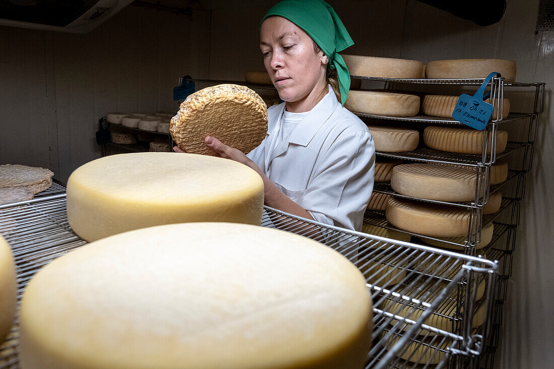 Elena at work, controlling the ripening process. Cheese shop, Formatgeria Mas d´Eroles, artisan cheese making, Adrall village, Alt Urgell, Lleida, Catalonia, Spain