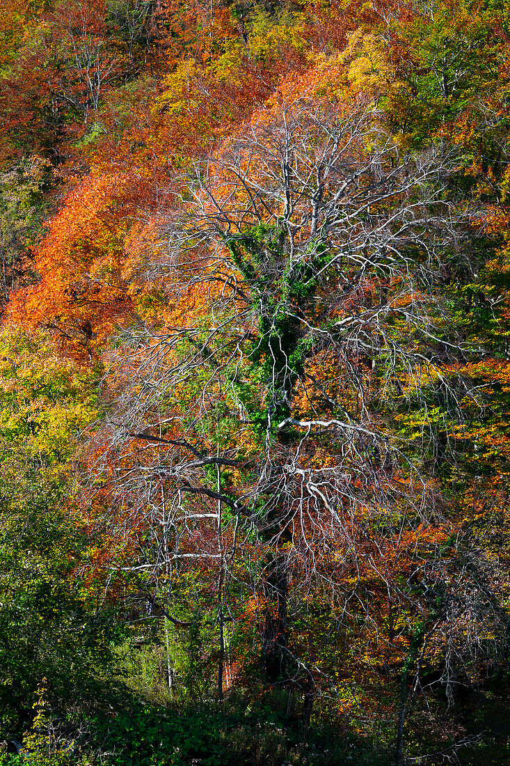 Ein Baum in Plitvice im Herbst, Nationalpark Plitvi?ka jezera, Region Lika und Segna, Region Karlovac, Kroatien, Osteuropa