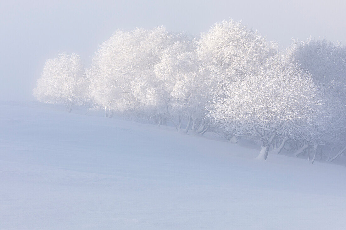 Baumgruppe im Neuschnee und Nebel über Mottarone bei Sonnenaufgang, Novara, Verbano Cusio Ossola, Piemont, Italien, Südeuropa