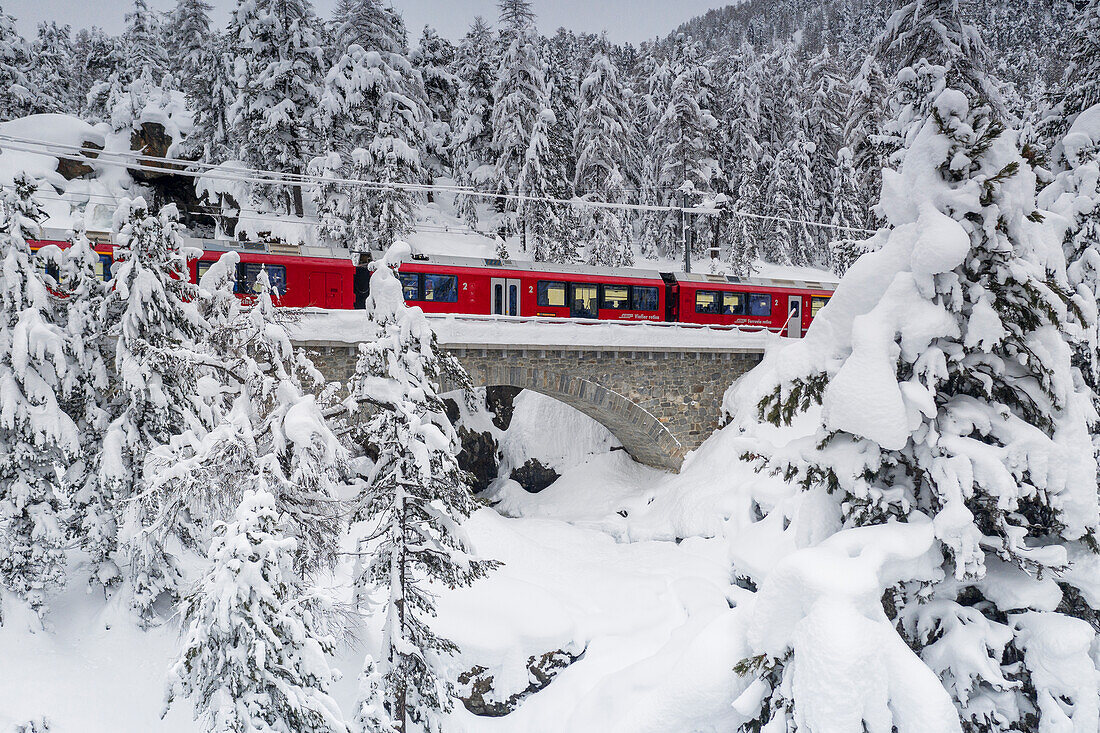 Bernina Express durch den verschneiten Winterwald, Morteratsch, Engadin, Graubünden, Schweiz