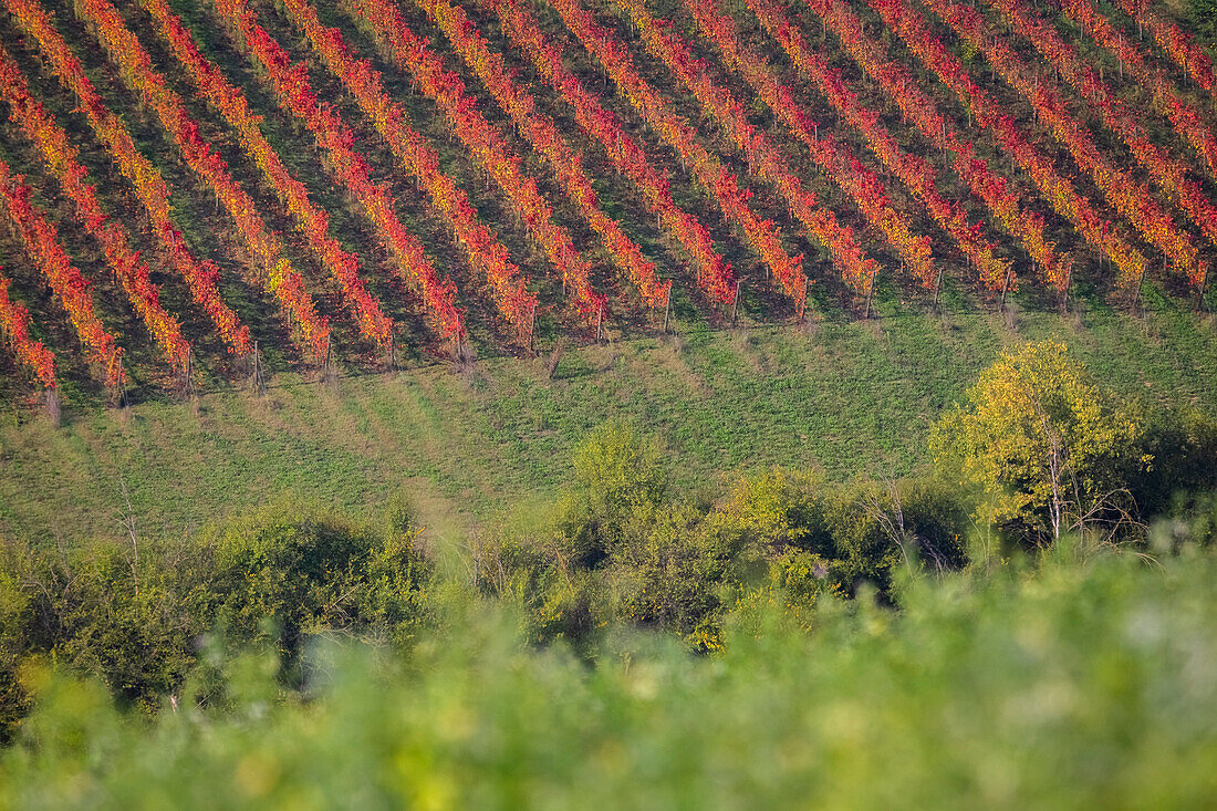 Herbstlicher Blick auf die Landschaft bei Castelvetro, Provinz Modena, Emilia Romagna, Italien.