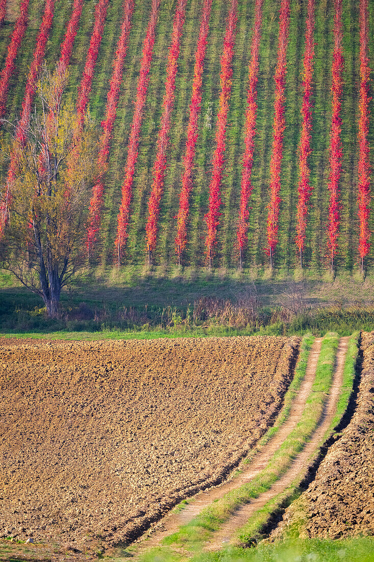 Herbstlicher Blick auf die Landschaft bei Castelvetro, Provinz Modena, Emilia Romagna, Italien.