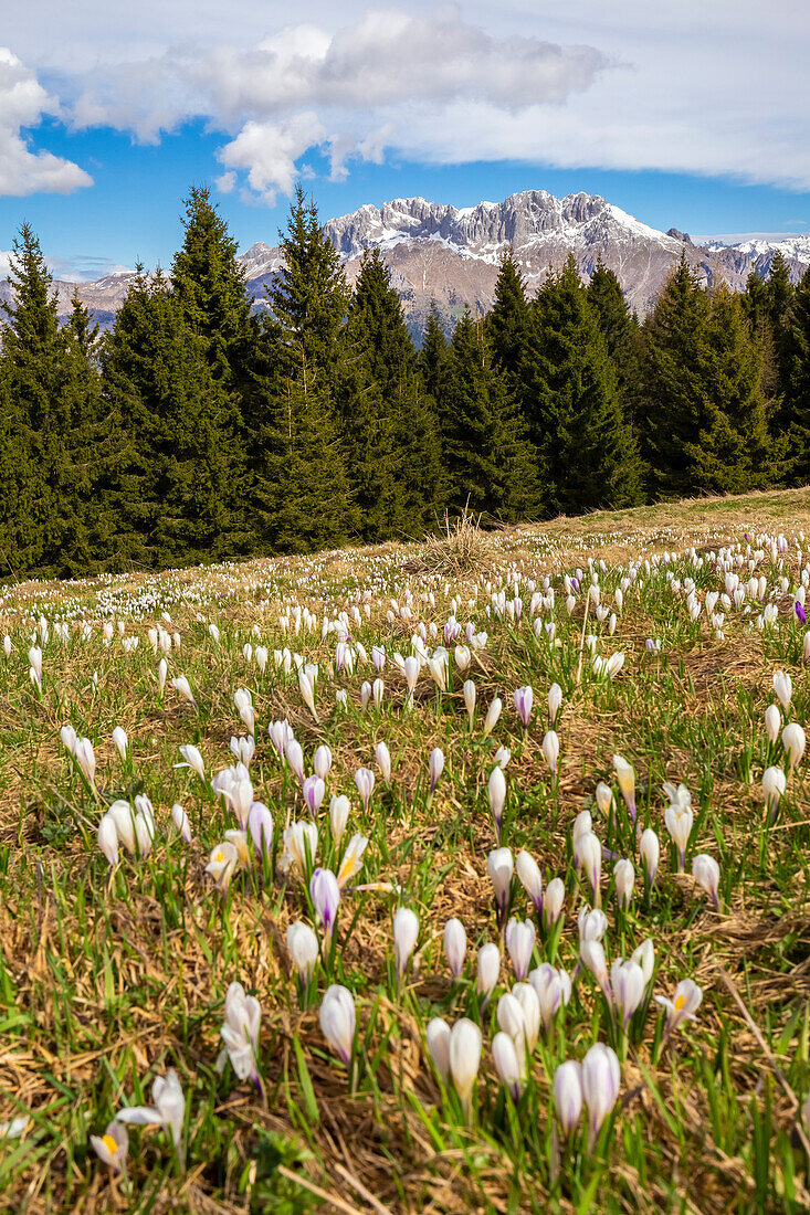 Blooming of crocus flowers on Monte Pora, in front of the Presolana mountain. Songavazzo, Val Seriana, Bergamo district, Lombardy, Italy, Southern Europe.