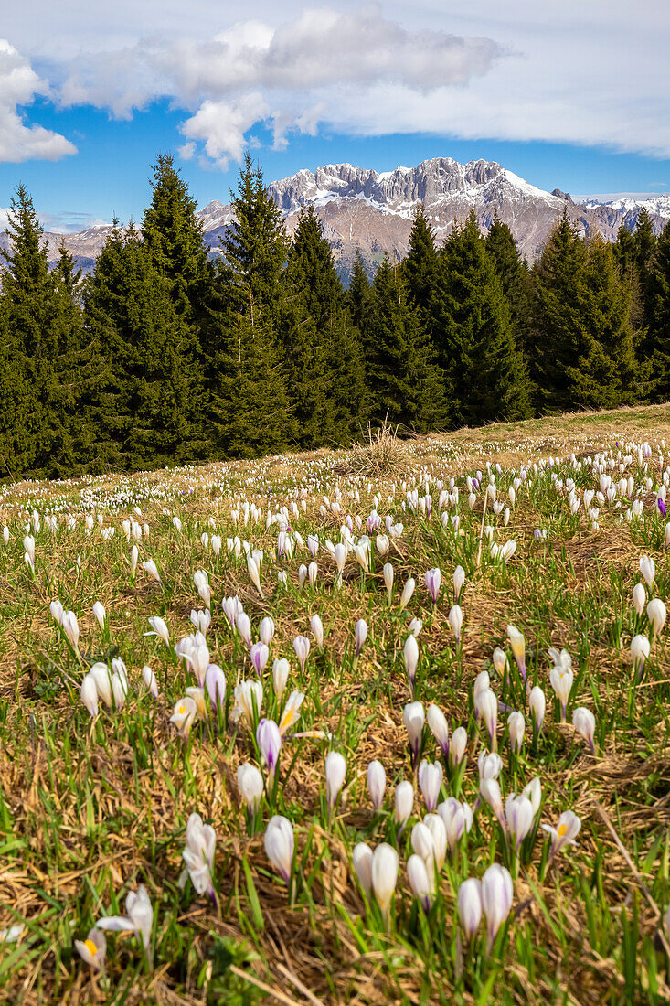 Krokusblüte auf dem Monte Pora, vor dem Berg Presolana. Songavazzo, Val Seriana, Bezirk Bergamo, Lombardei, Italien, Südeuropa.