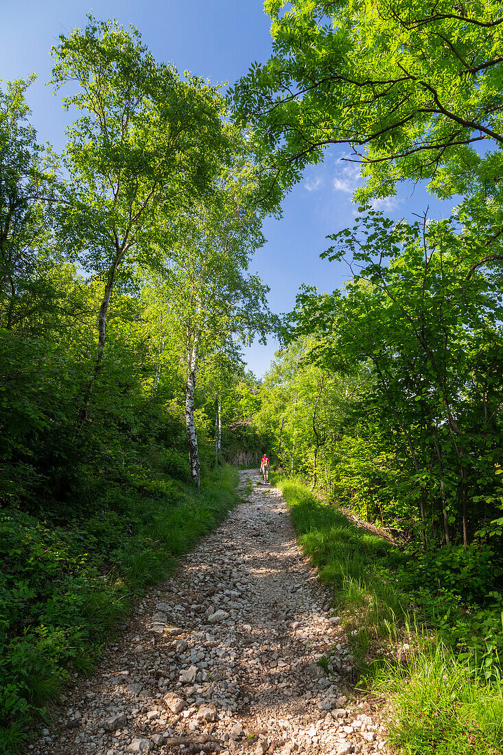 View of the trail leading to Monte Chiusarella, varesine prealps, Parco Regionale del Campo dei Fiori, Varese district, Lombardy, Italy.