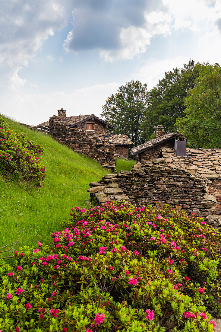 View of the blooming rhododendrons at Alpone di Curiglia in spring. Curiglia con Monteviasco, Veddasca valley, Varese district, Lombardy, Italy.