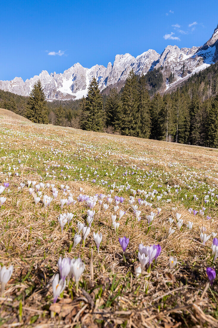 View of spring bloom of crocuses flowers at Campelli di Schilpario. Schilpario, Val di Scalve, Bergamo district, Lombardy, Italy, Southern Europe.