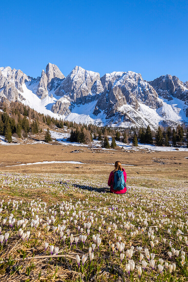 A girl enjoying the view of spring bloom of crocuses flowers at Campelli di Schilpario with Cimone della Bagozza mount. Schilpario, Val di Scalve, Bergamo district, Lombardy, Italy, Southern Europe.