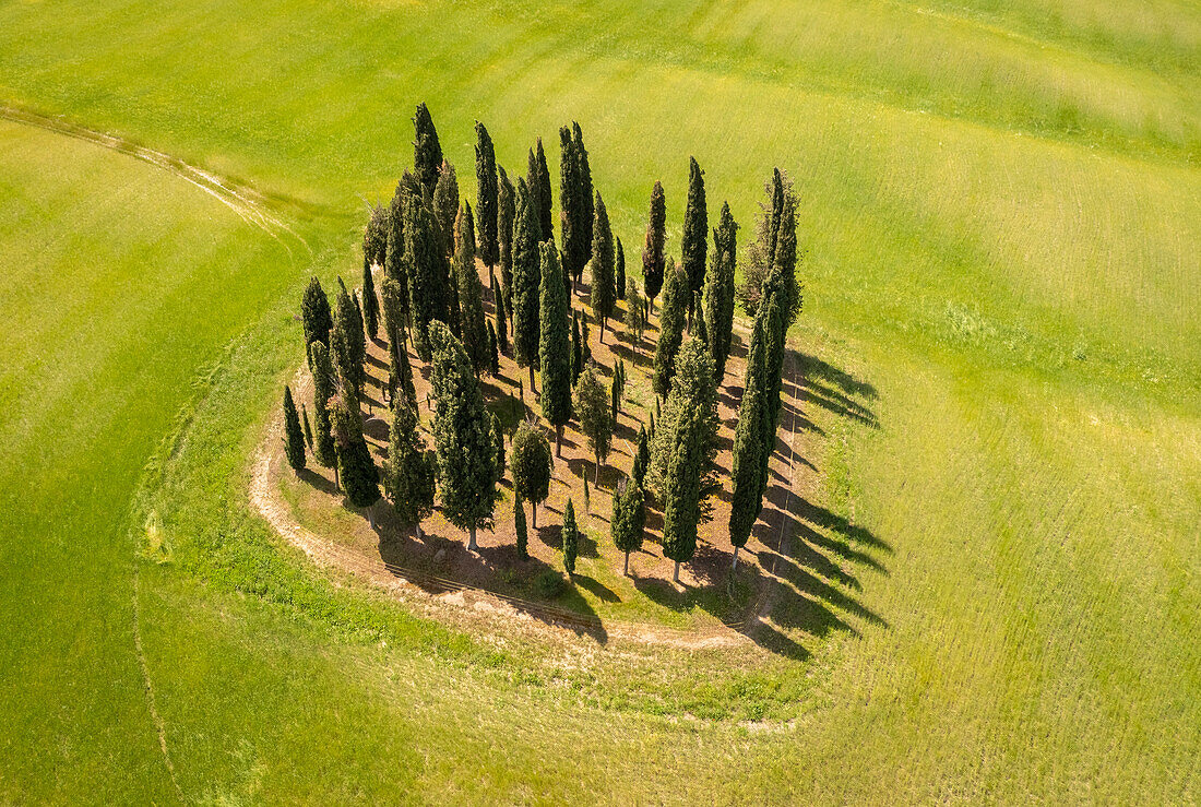 Aerial view of the famous San Quirico d'Orcia cypresses in spring. Val d'Orcia, Tuscany, Italy.