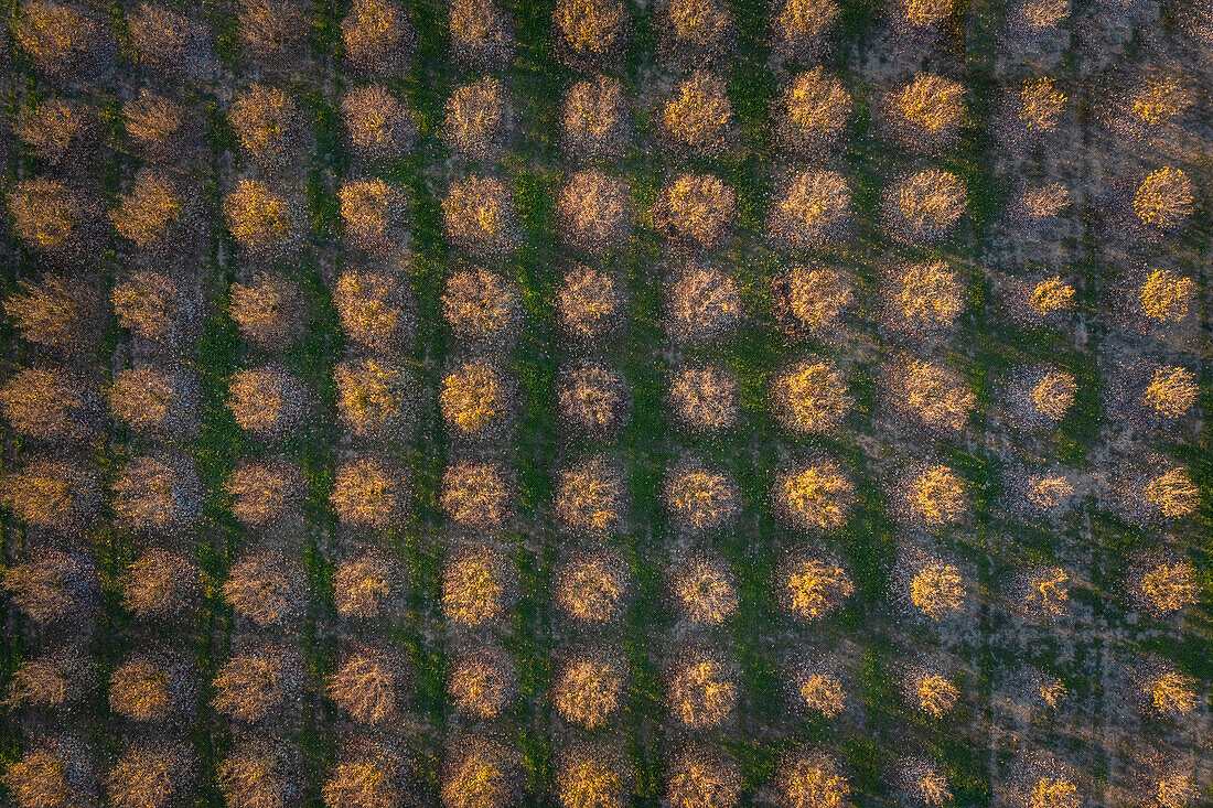 Luftaufnahme eines Waldes mit Bäumen in der Nähe des Schlosses von Grinzane Cavour. Grinzane Cavour, Langhe, Piemont, Italien, Europa.