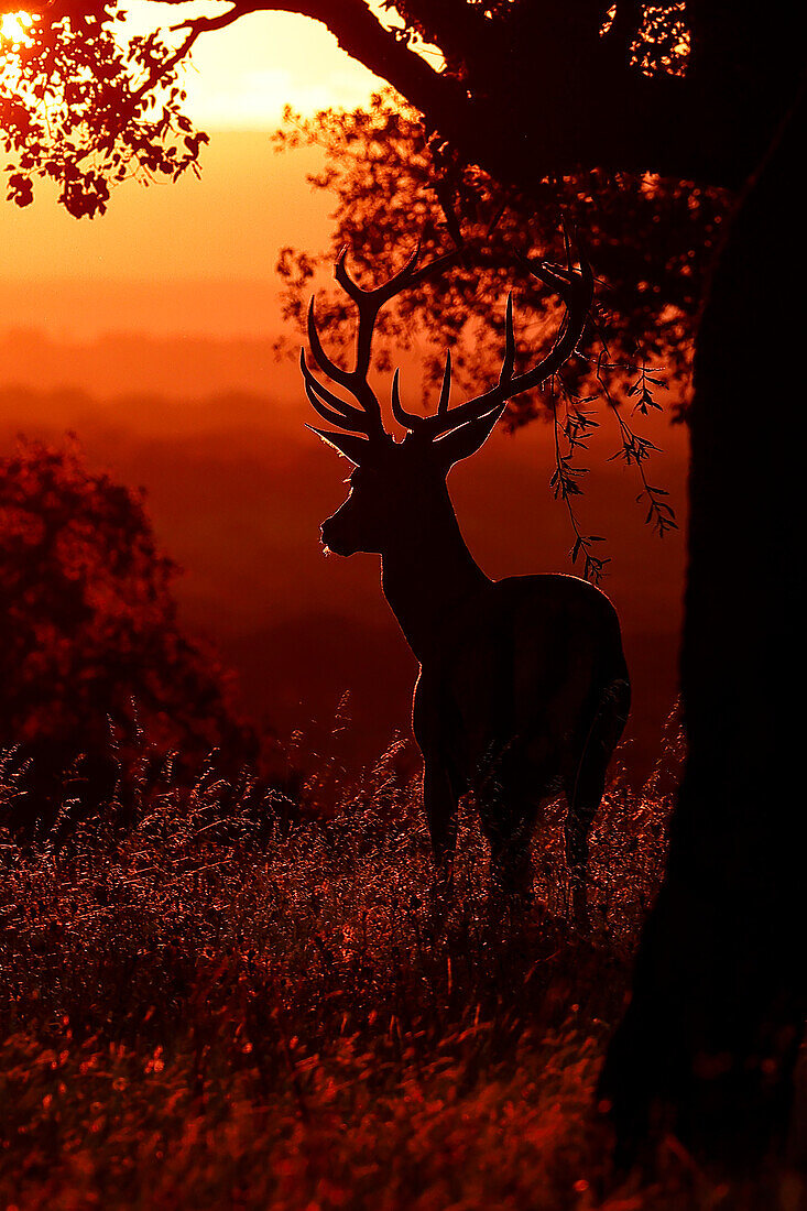 Rothirsch (Cervus elaphus) bei Sonnenuntergang, Donaudelta, Rumänien