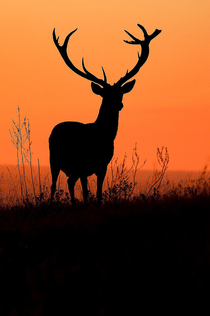 Rothirsch (Cervus elaphus) bei Sonnenuntergang, Donaudelta, Rumänien