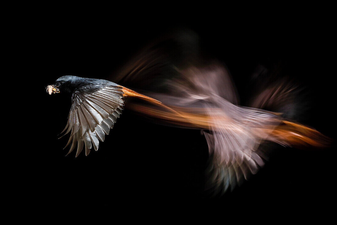 Black Redstart (Phoenicurus ochruros) in flight with prey, Salamanca, Castilla y Leon, Spain