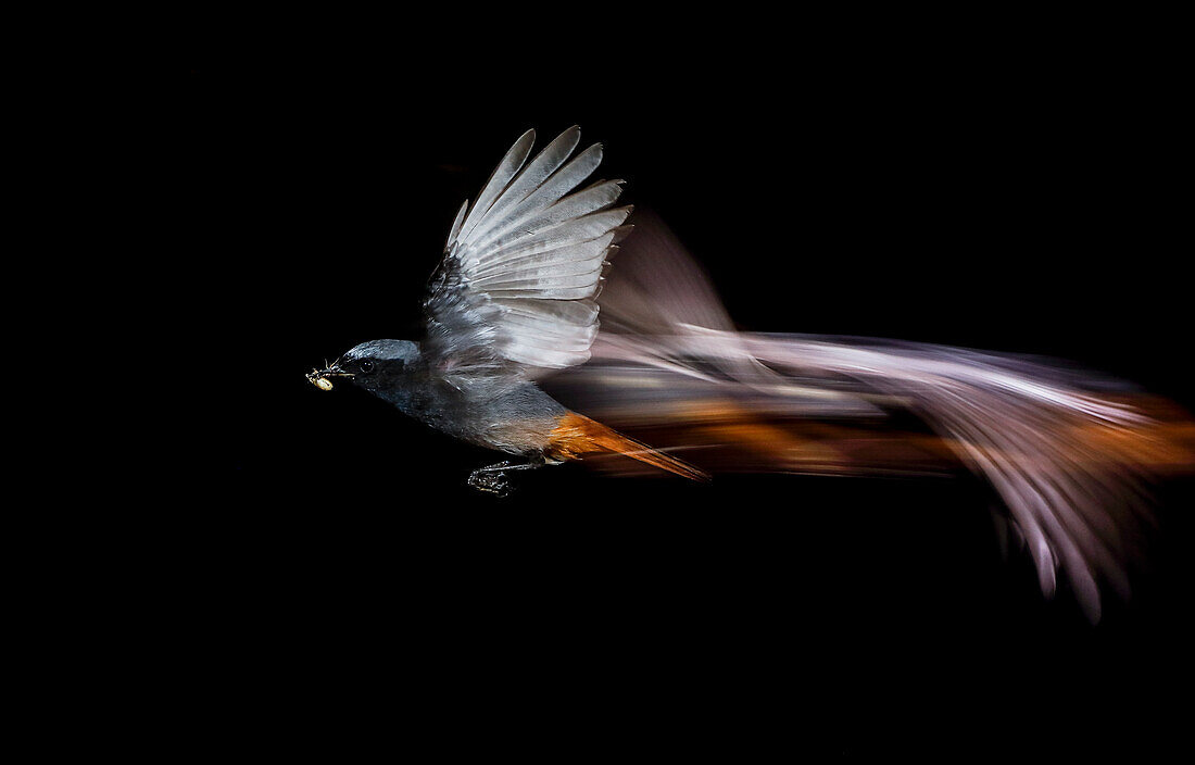 Black Redstart (Phoenicurus ochruros) in flight with prey, Salamanca, Castilla y Leon, Spain