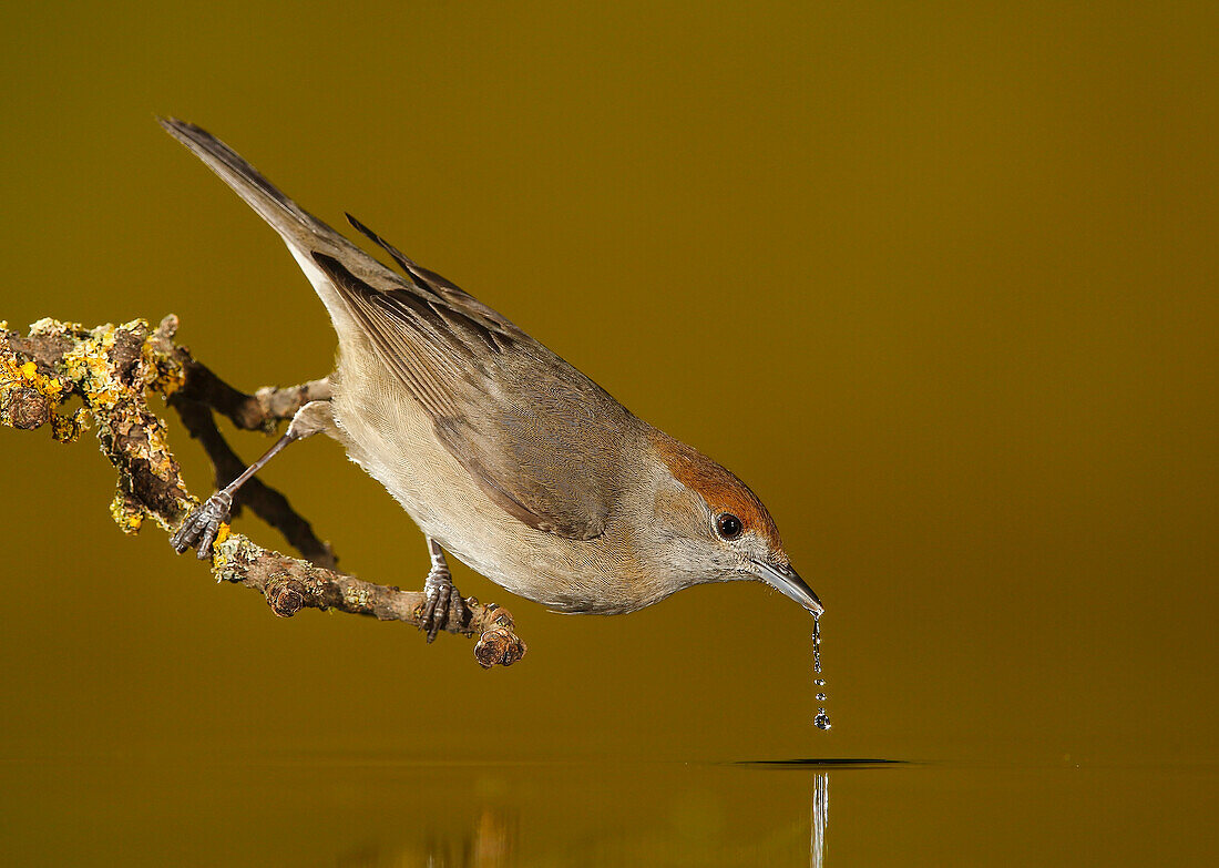 Eurasian Blackcap (Sylvia atricapilla) drinking, Salamanca, Castilla y León, Spain