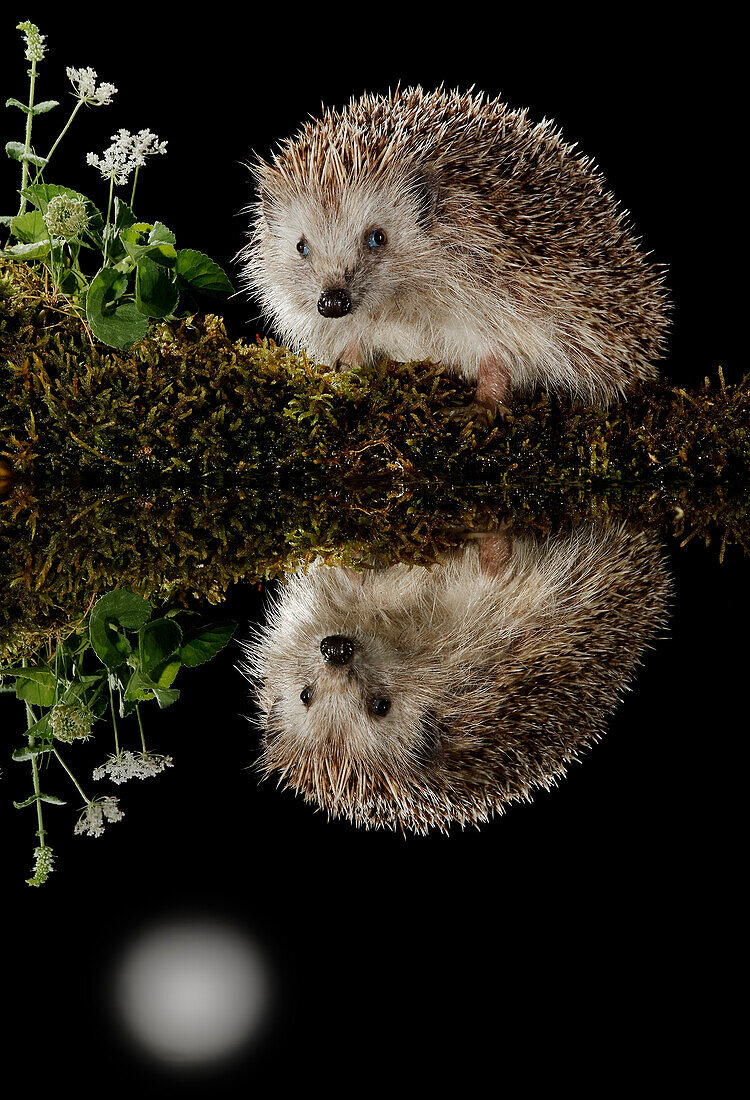 Europäischer Igel (Erinaceus europaeus), Spanien