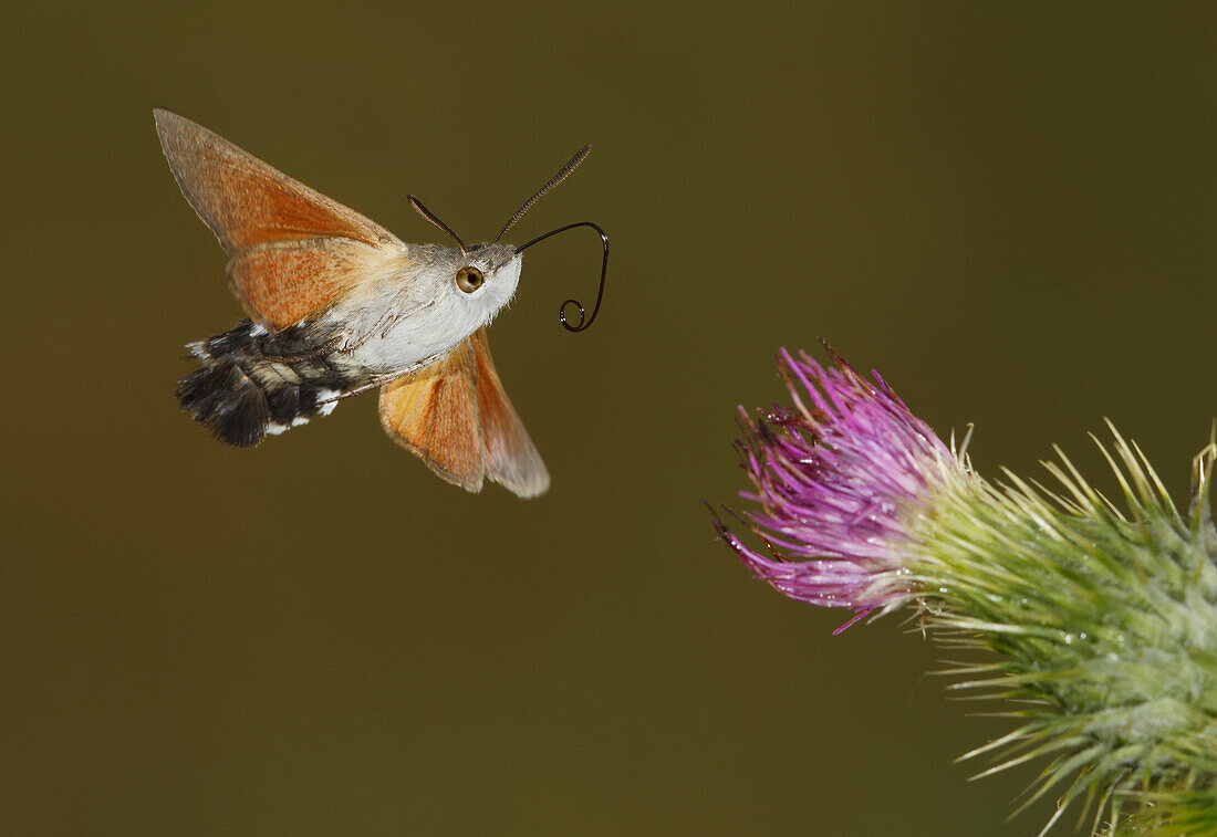 Hummingbird hawk-moth (Macroglossum stellatarum) adult flying, Spain