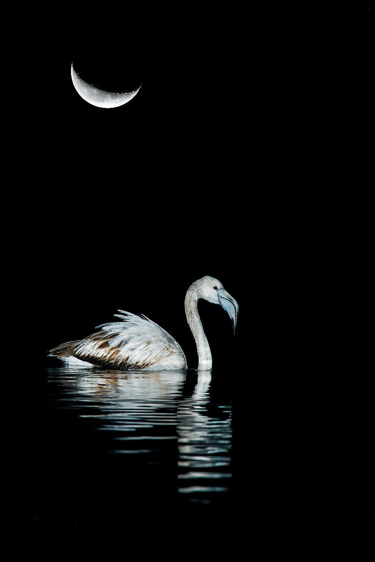Greater flamingo (Phoenicopterus roseus) with moon in background, Spain